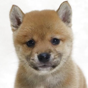 柴犬(標準サイズ)【滋賀県・女の子・2025年7月21日・赤】の写真「小ぶりで可愛いお顔の女の子です🐶🌸」