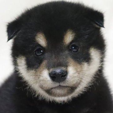 柴犬(標準サイズ)【滋賀県・男の子・2025年7月14日・黒】の写真「まろ眉の綺麗な可愛いお顔の男の子です🐶🌸」