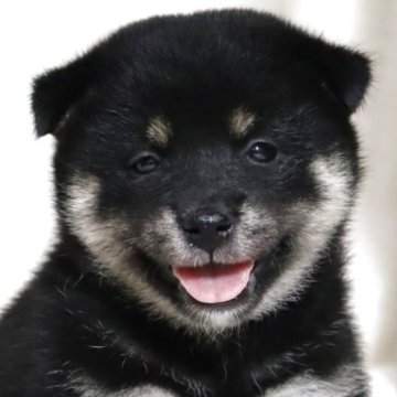柴犬(標準サイズ)【滋賀県・女の子・2025年7月3日・黒】の写真「お父さん日保本部賞✨とても可愛い女の子です🐶🌸」