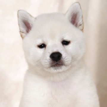 柴犬(標準サイズ)【滋賀県・男の子・2025年3月14日・白】の写真「小ぶりで可愛いお顔の男の子です🐶🌸」