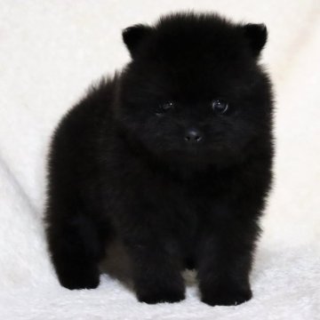 ポメラニアン【滋賀県・男の子・2025年1月28日・ブラック】の写真「希少な黒ポメ✨可愛いお顔の男の子🐶🌸」