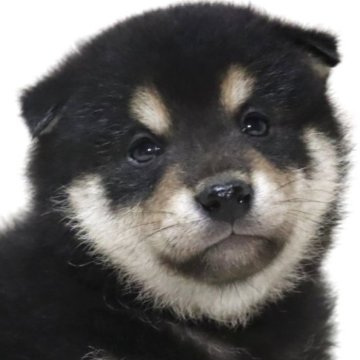 柴犬(標準サイズ)【滋賀県・男の子・2025年7月14日・黒】の写真「可愛いお顔の男の子です🐶🌸」