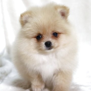 ポメラニアン【滋賀県・女の子・2025年9月6日・クリーム】の写真「小さくて毛量の多い✨たぬき顔の女の子です🐶🌸」