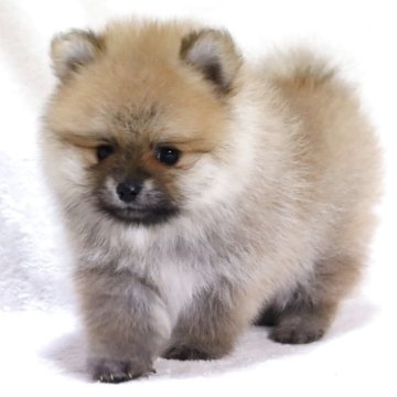 ポメラニアン【滋賀県・男の子・2025年9月5日・オレンジ】の写真「小さくて毛量の多い✨可愛いお顔の男の子です🐶🌸」