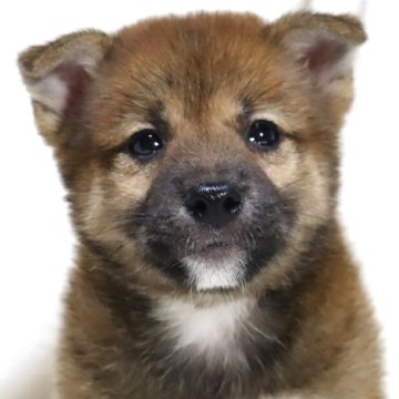 柴犬(標準サイズ)【滋賀県・男の子・2025年6月13日・赤】の写真「とっても可愛いお顔の男の子です🐶🌸」