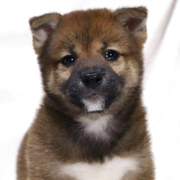 柴犬(標準サイズ)【滋賀県・男の子・2025年6月13日・赤】の写真「とっても可愛いお顔の男の子です🐶🌸」