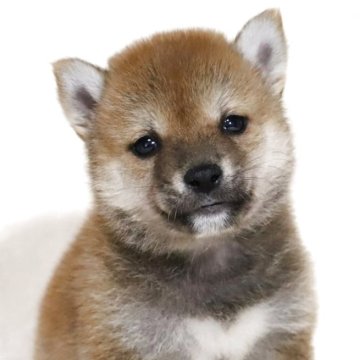 豆柴【滋賀県・男の子・2025年3月3日・赤】の写真「小さくて可愛いお顔の男の子です🐶🌸」