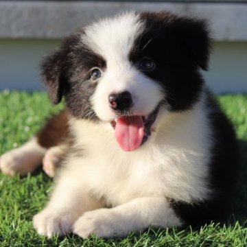 ボーダーコリー【滋賀県・男の子・2025年6月7日・ブラック&ホワイト】の写真「可愛いお顔の男の子🐶💕」