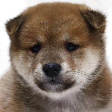 柴犬(標準サイズ)【滋賀県・男の子・2025年9月26日・赤】の写真「濃い赤毛の可愛いお顔の男の子です🐶🌸」