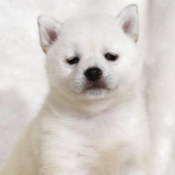 飼い主「悩殺された…」 セクシー路線な1枚が？(grape) - goo