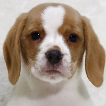 ビーグル【滋賀県・女の子・2025年9月24日・レモン&ホワイト】の写真「レモン＆ホワイト🍋可愛いお顔の女の子です🐶🌸」