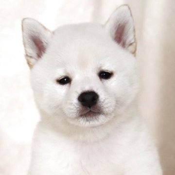 柴犬(標準サイズ)【滋賀県・男の子・2025年3月14日・白】の写真「小ぶりで可愛いお顔の男の子です🐶🌸」
