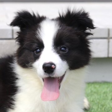 ボーダーコリー【滋賀県・男の子・2025年4月17日・ブラック&ホワイト】の写真「可愛いお顔の男の子🐶💕」