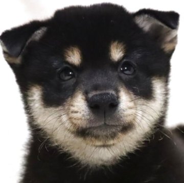 柴犬(標準サイズ)【滋賀県・男の子・2025年6月26日・黒】の写真「たぬき顔の可愛い男の子です🐶🌸」