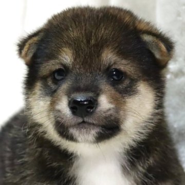 柴犬(標準サイズ)【滋賀県・男の子・2025年9月26日・胡麻】の写真「希少な黒胡麻✨可愛いお顔の男の子です🐶🌸」