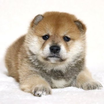 柴犬(標準サイズ)【滋賀県・男の子・2025年1月30日・赤】の写真「華のある綺麗なお顔の男の子です🐶🌸」