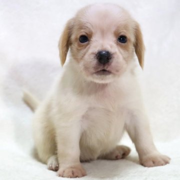 ビーグル【滋賀県・女の子・2025年9月24日・レモン&ホワイト】の写真「レモン＆ホワイト🍋可愛いお顔の女の子です🐶🌸」