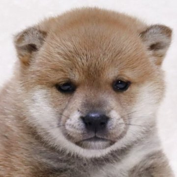 柴犬(標準サイズ)【滋賀県・女の子・2025年11月1日・赤】の写真「小さめです✨裏白の綺麗な女の子です🐶🌸」