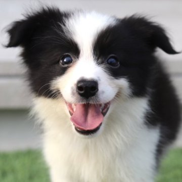 ボーダーコリー【滋賀県・女の子・2025年6月7日・ブラック&ホワイト】の写真「可愛いお顔の女の子🐶💕」