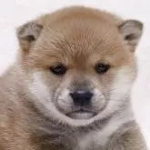 柴犬(標準サイズ)