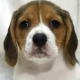 ビーグル【滋賀県・女の子・2025年9月24日・ブラックタン&ホワイト】の写真1