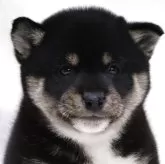 柴犬(標準サイズ)