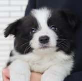 ボーダーコリー