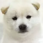 柴犬(標準サイズ)