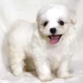 マルチーズ