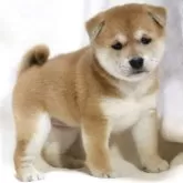 柴犬(標準サイズ)