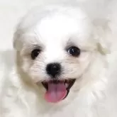 マルチーズ