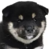 柴犬(標準サイズ)