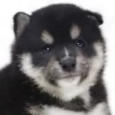柴犬(標準サイズ)