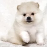 ポメラニアン