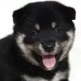 柴犬(標準サイズ)
