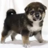 柴犬(標準サイズ)