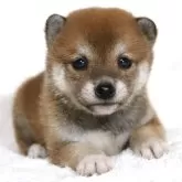 柴犬(標準サイズ)