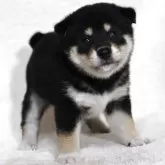 柴犬(標準サイズ)