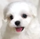 マルチーズ
