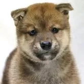 柴犬(標準サイズ)【滋賀県・男の子・2025年8月31日・赤】の写真1