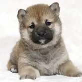 柴犬(標準サイズ)