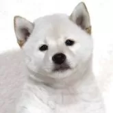 柴犬(標準サイズ)