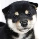 柴犬(標準サイズ)【滋賀県・女の子・2025年6月22日・黒】の写真1