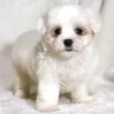 マルチーズ