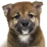 柴犬(標準サイズ)