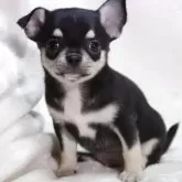 チワワ(スムース)