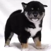 柴犬(標準サイズ)