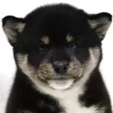 柴犬(標準サイズ)