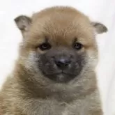 柴犬(標準サイズ)