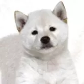 柴犬(標準サイズ)